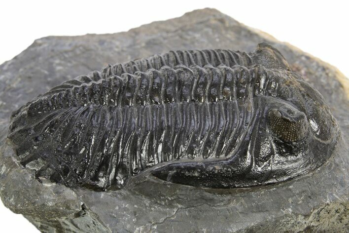 Hollardops Trilobite Fossil - Ofaten, Morocco #319939